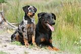 BEAUCERON - ADULTS and PUPPIES 016